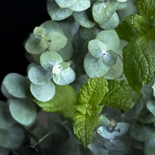 FRESHMINT & EUCALYPTUS