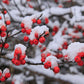 WINTERBERRY