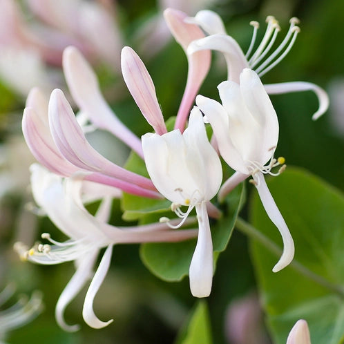 HONEYSUCKLE JASMINE