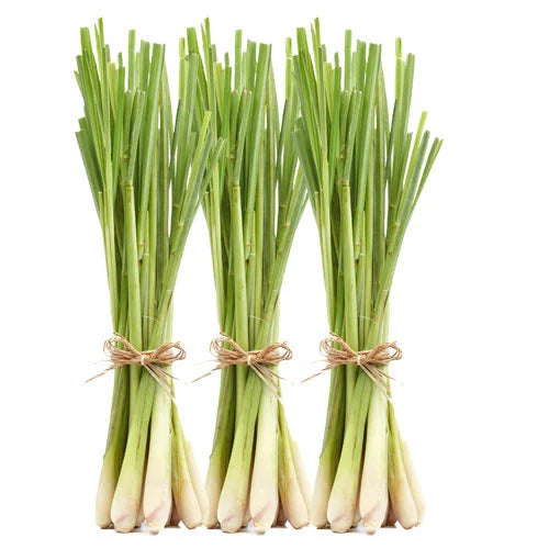 LEMON GRASS